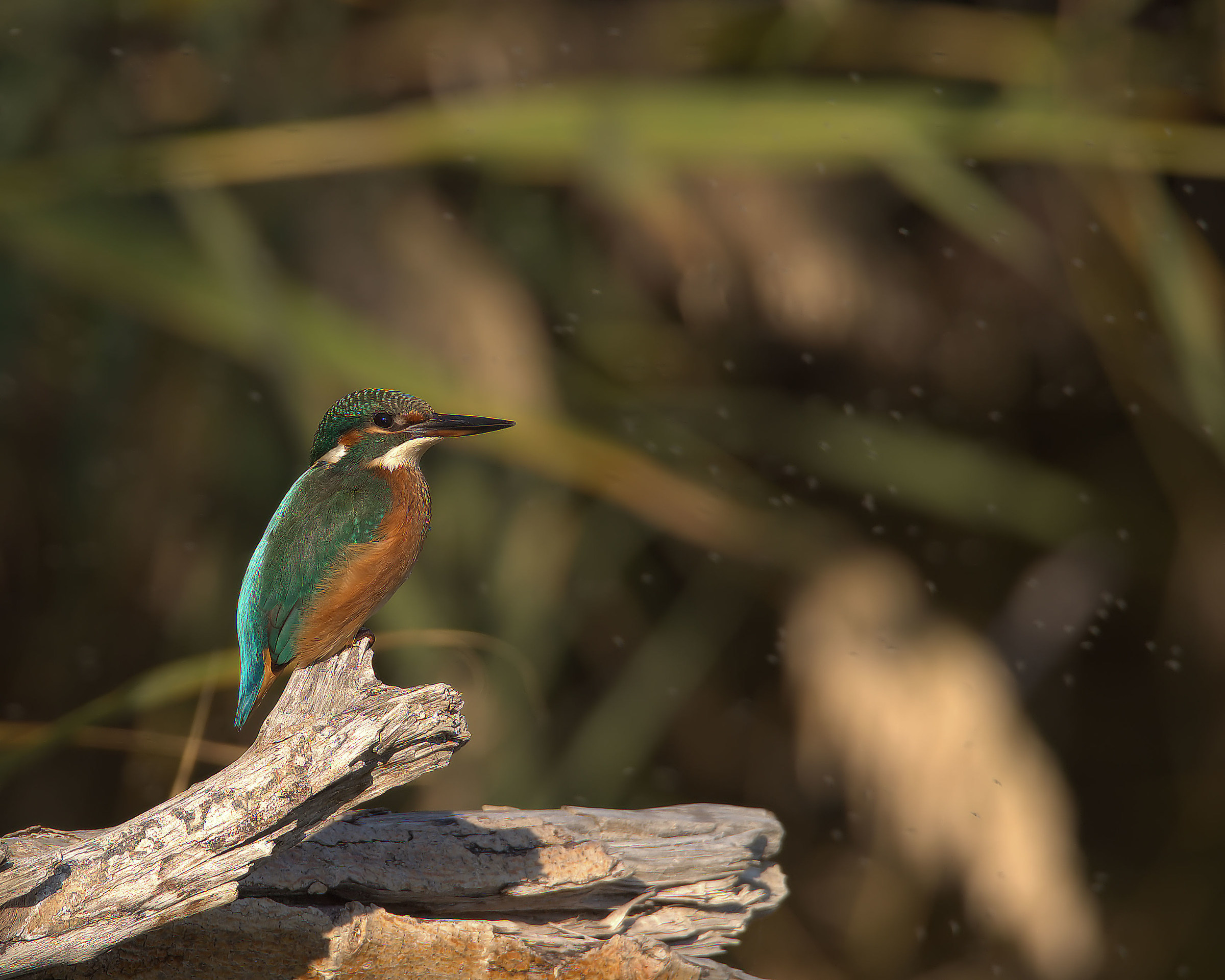 Martin fisherman female