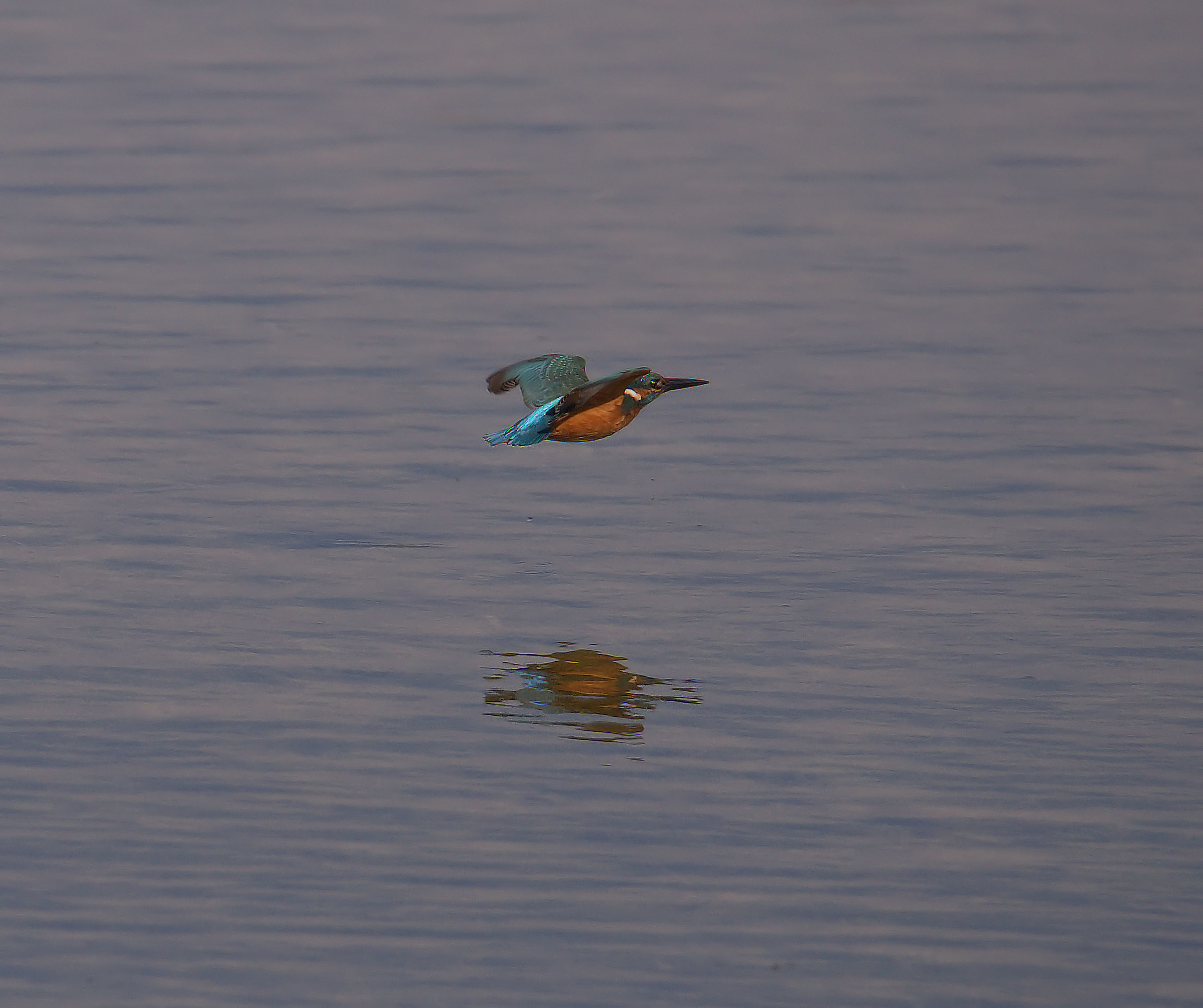 Martin fisherman female