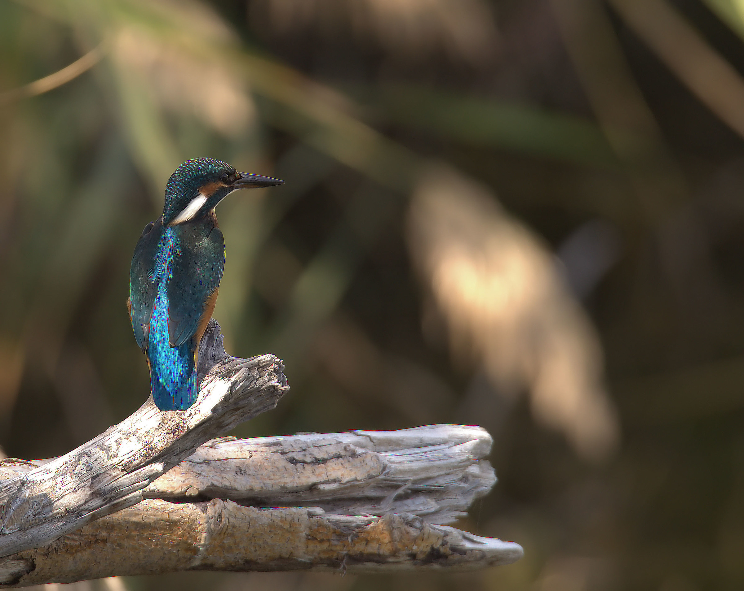Martin fisherman female