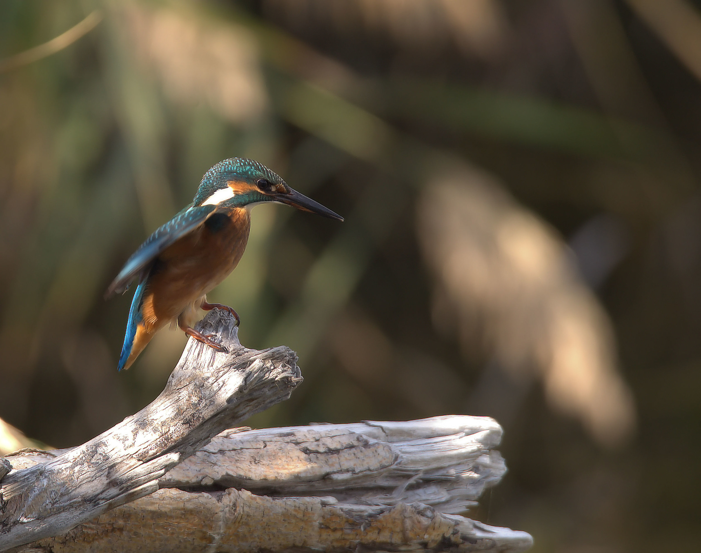 Martin fisherman female