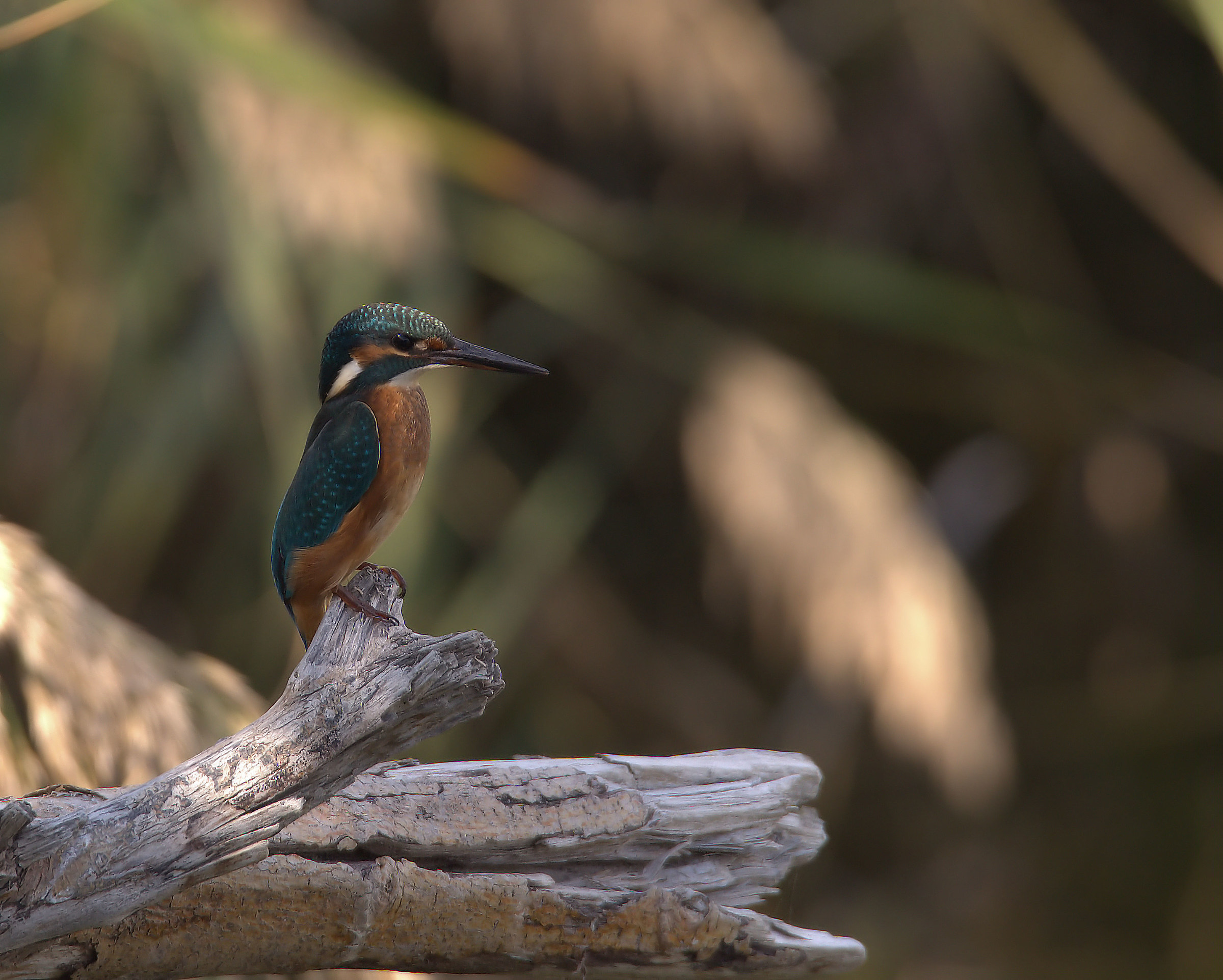 Martin fisherman female