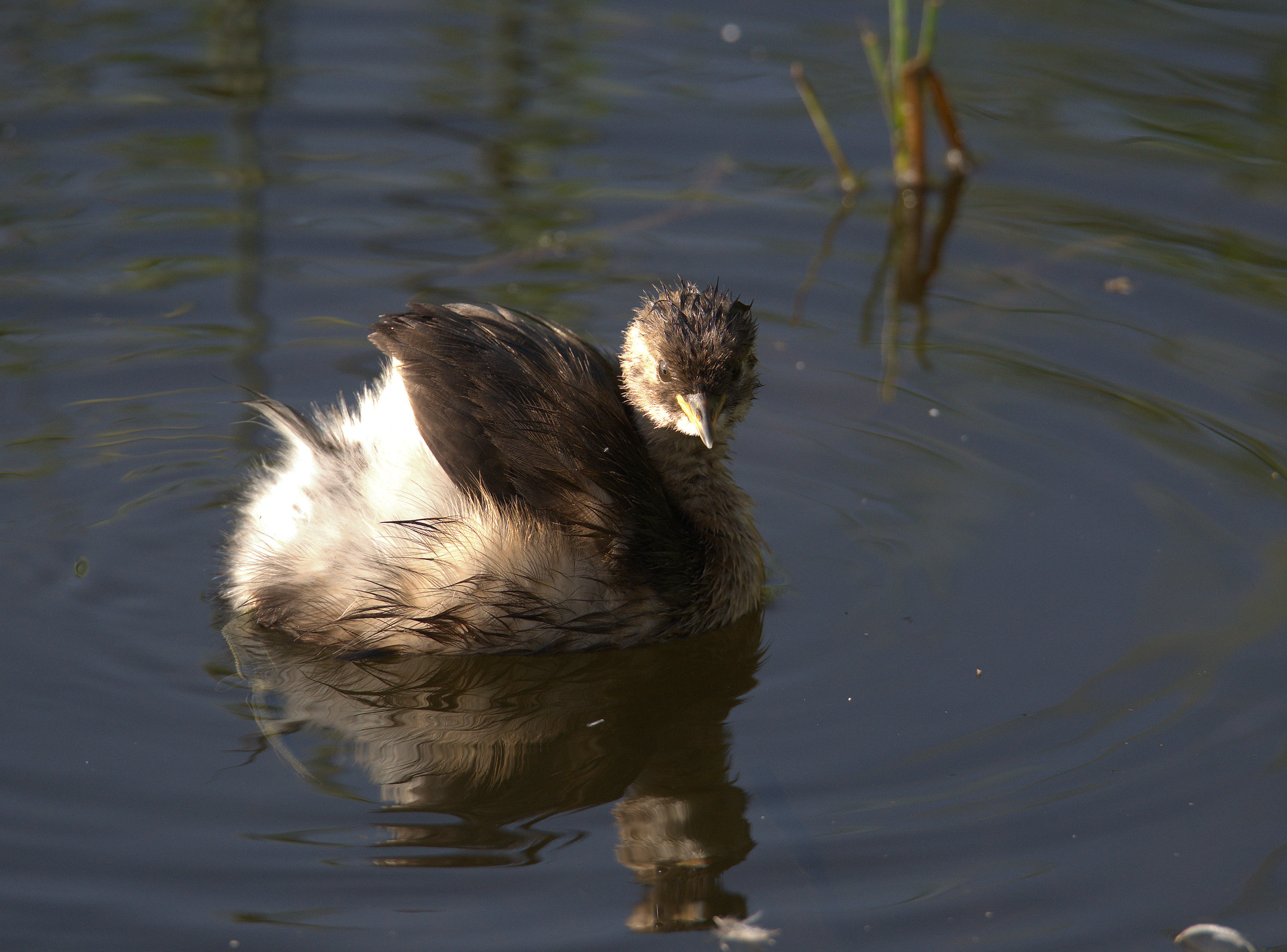 Little Grebe