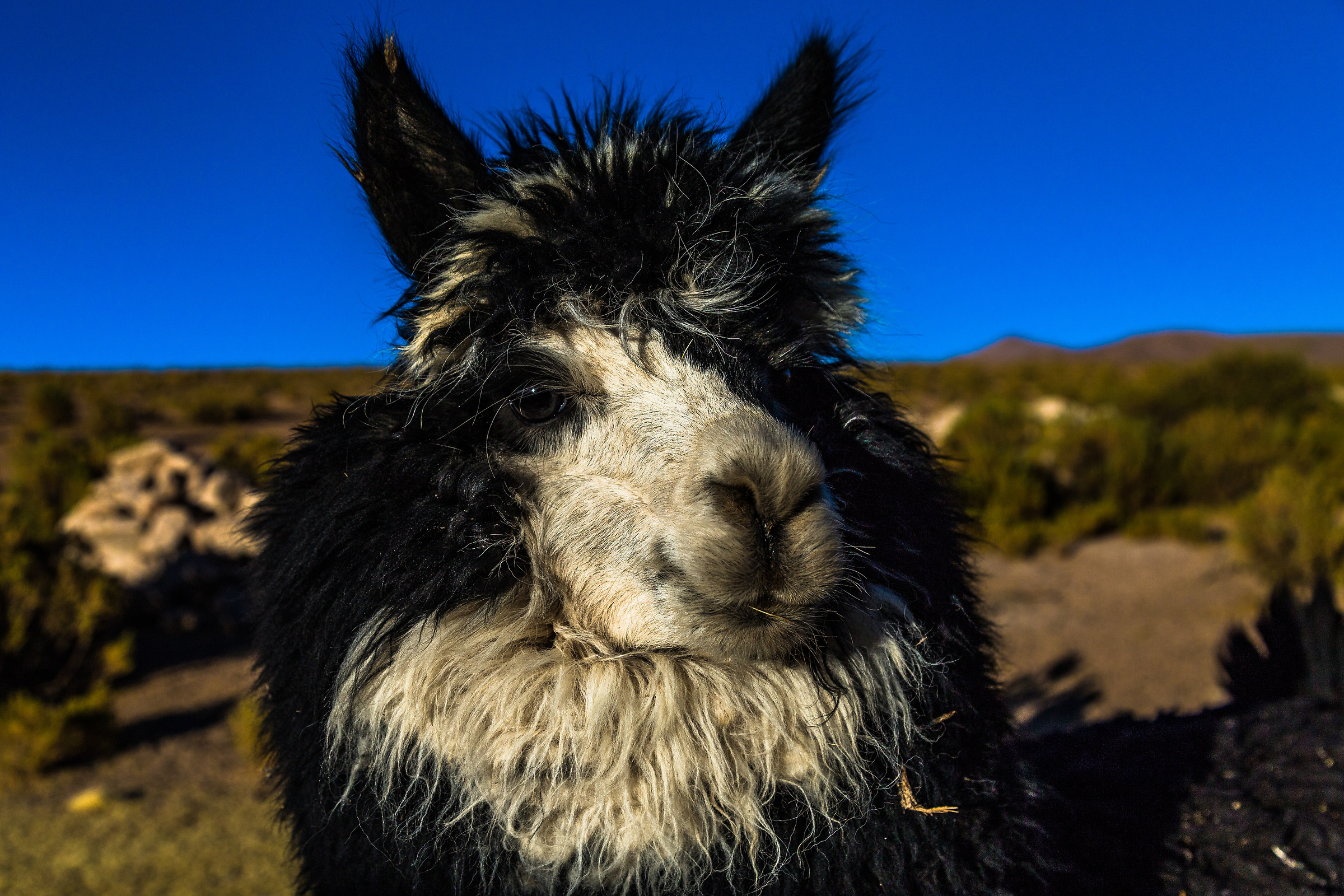 Lama... forse troppo vicino!!