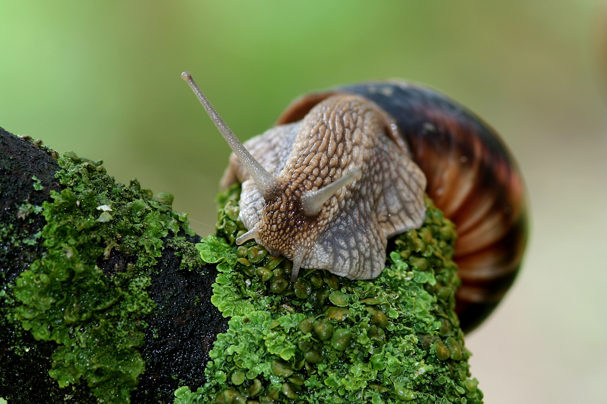 The weight of the backpack