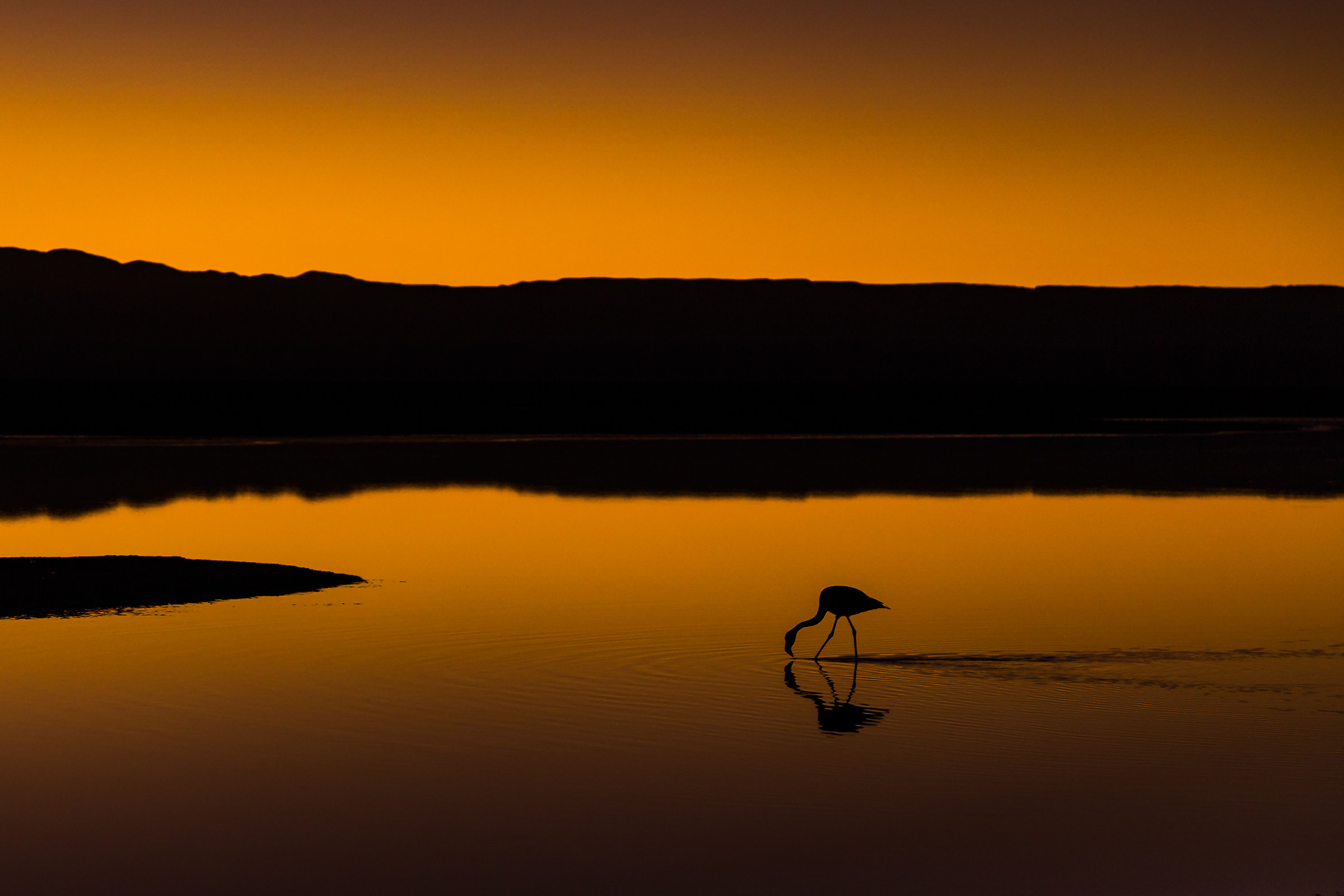 Fenicottero al tramonto