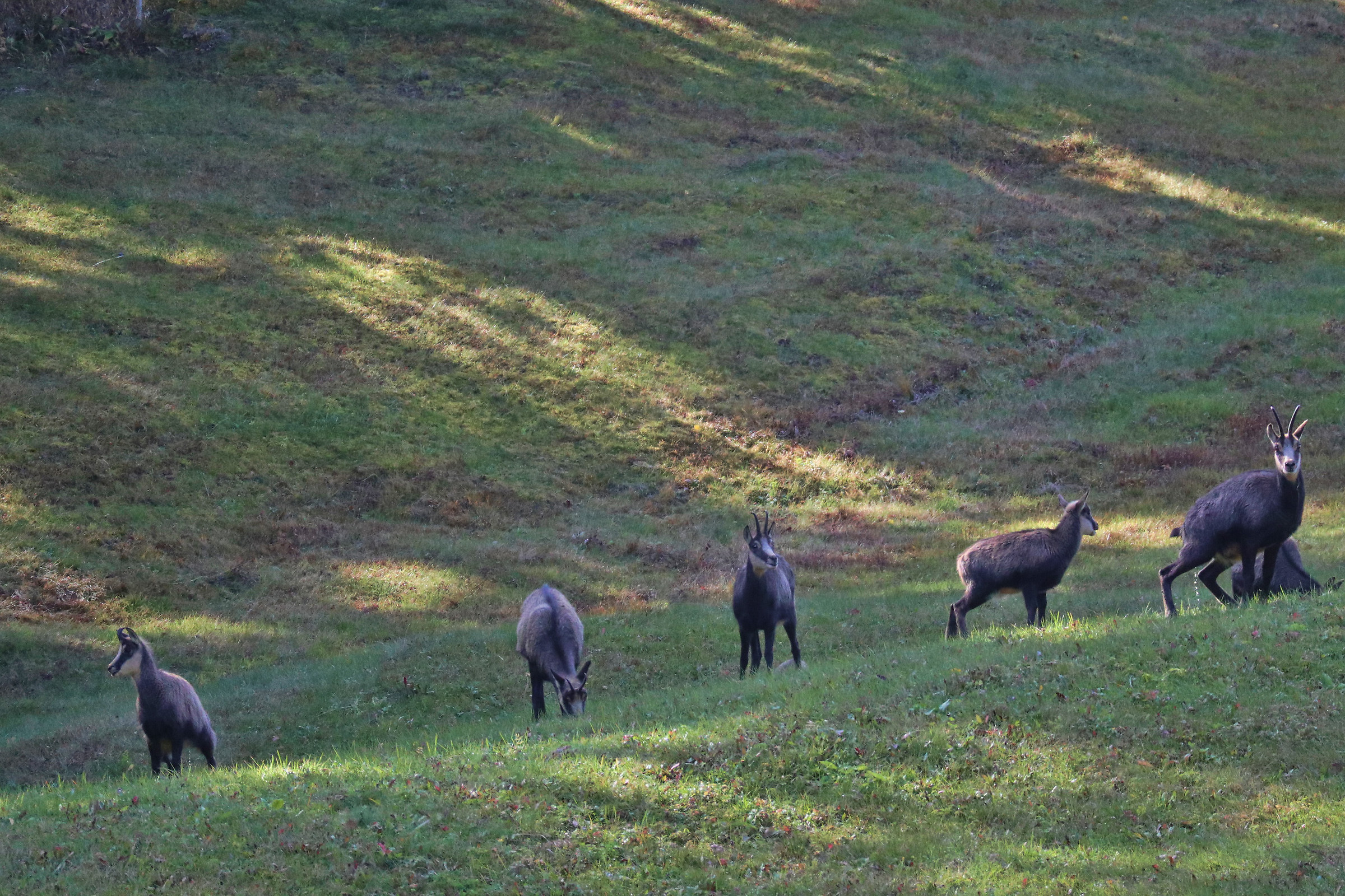 chamois grazing
