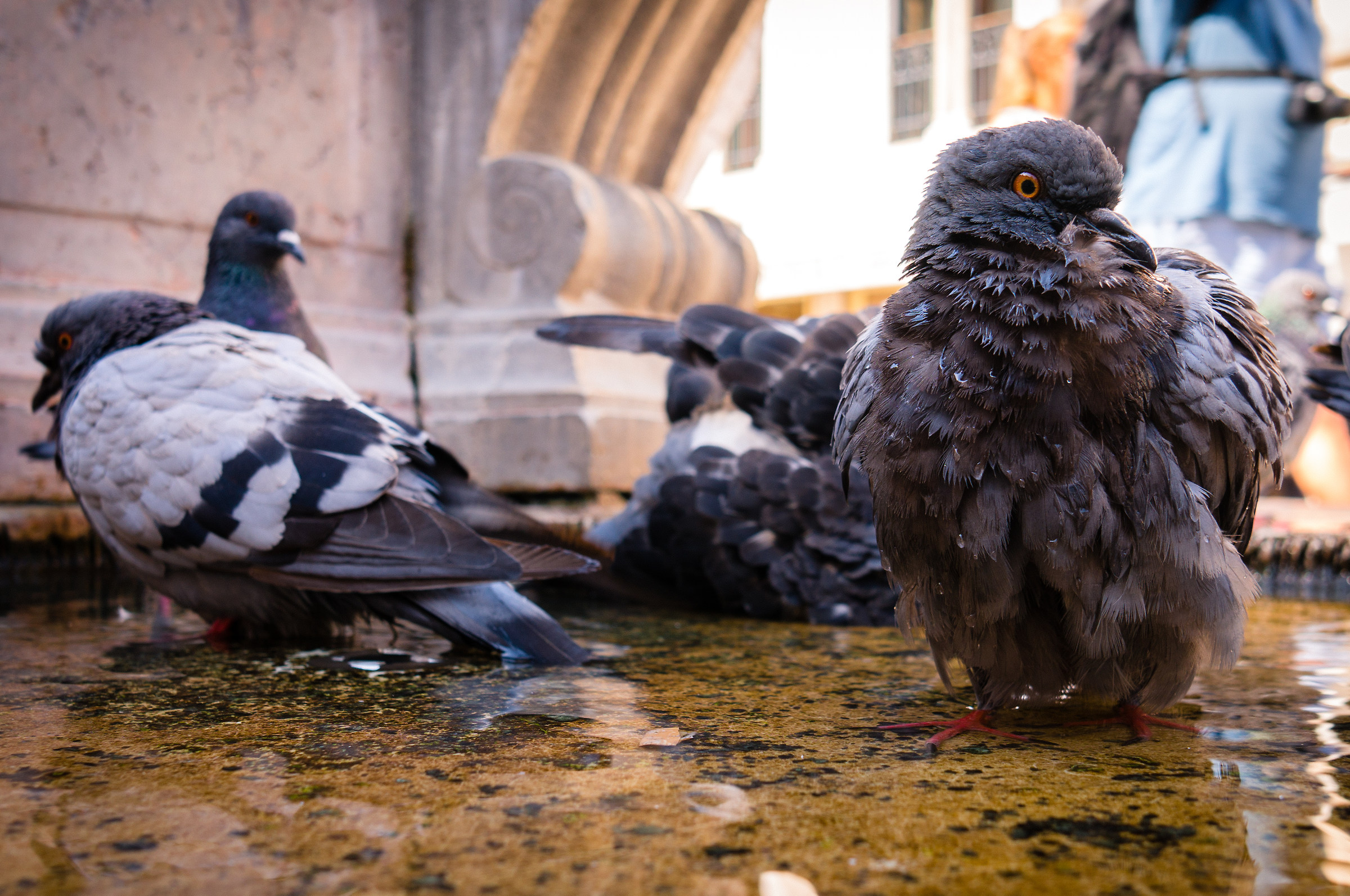 St. Mark's Square and its fauna
