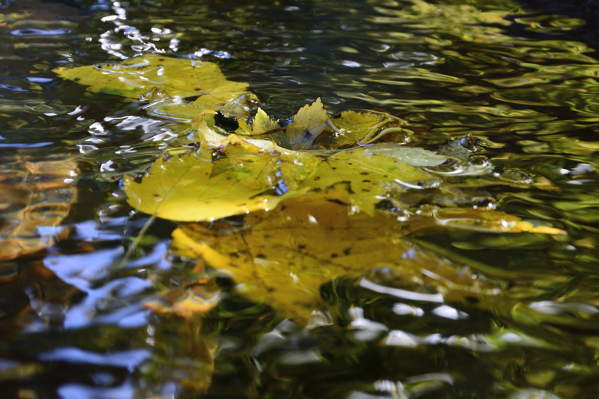 I colori dell'autunno 2