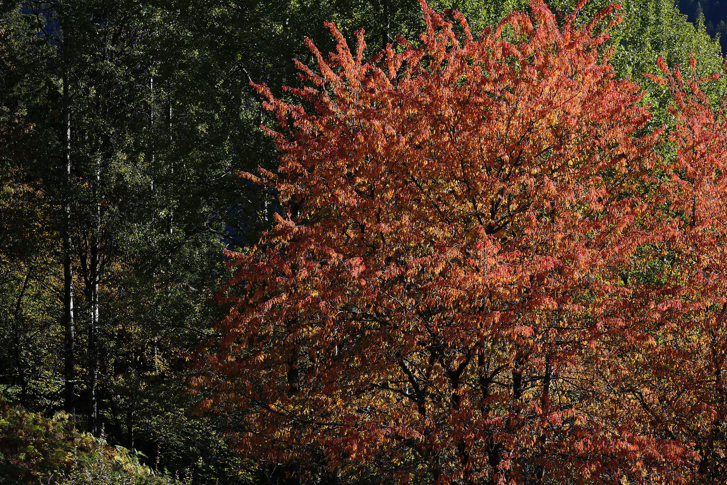 I colori dell'autunno 2