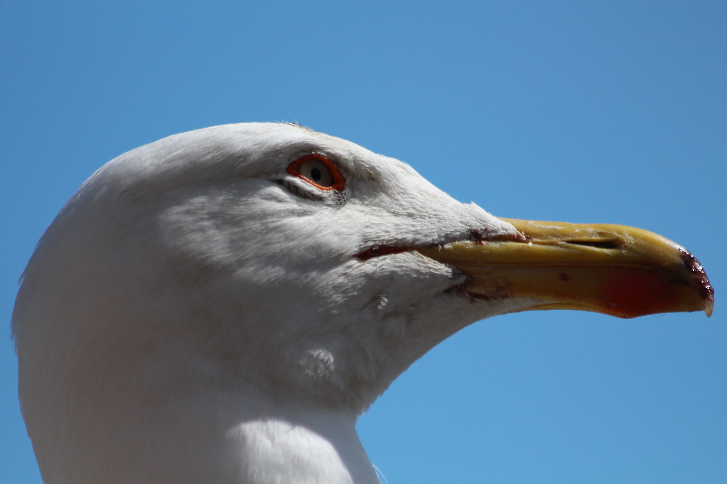 Seagull
