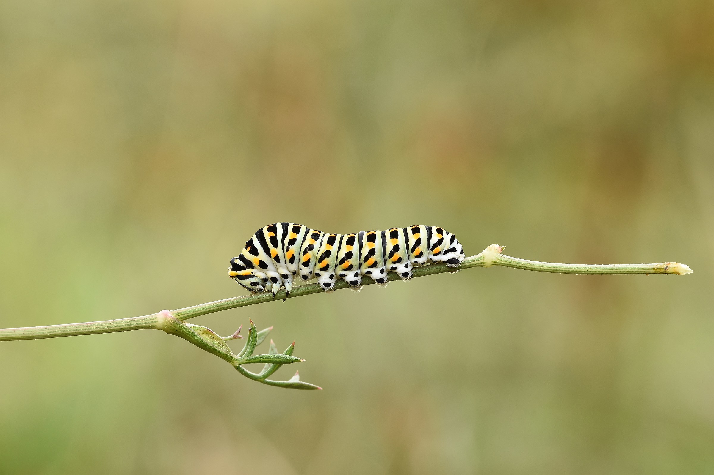 Expecting to become big