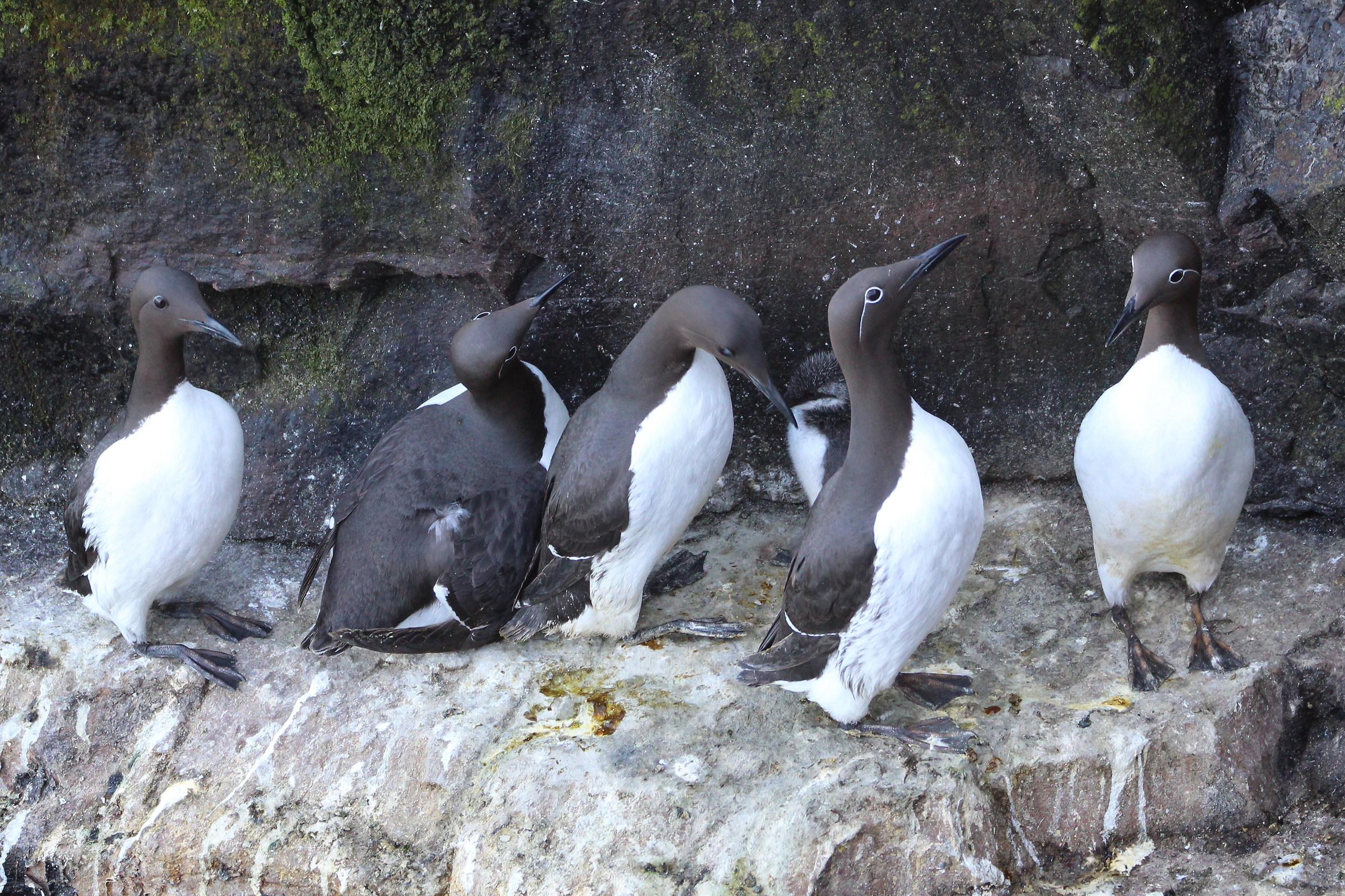 guillemots