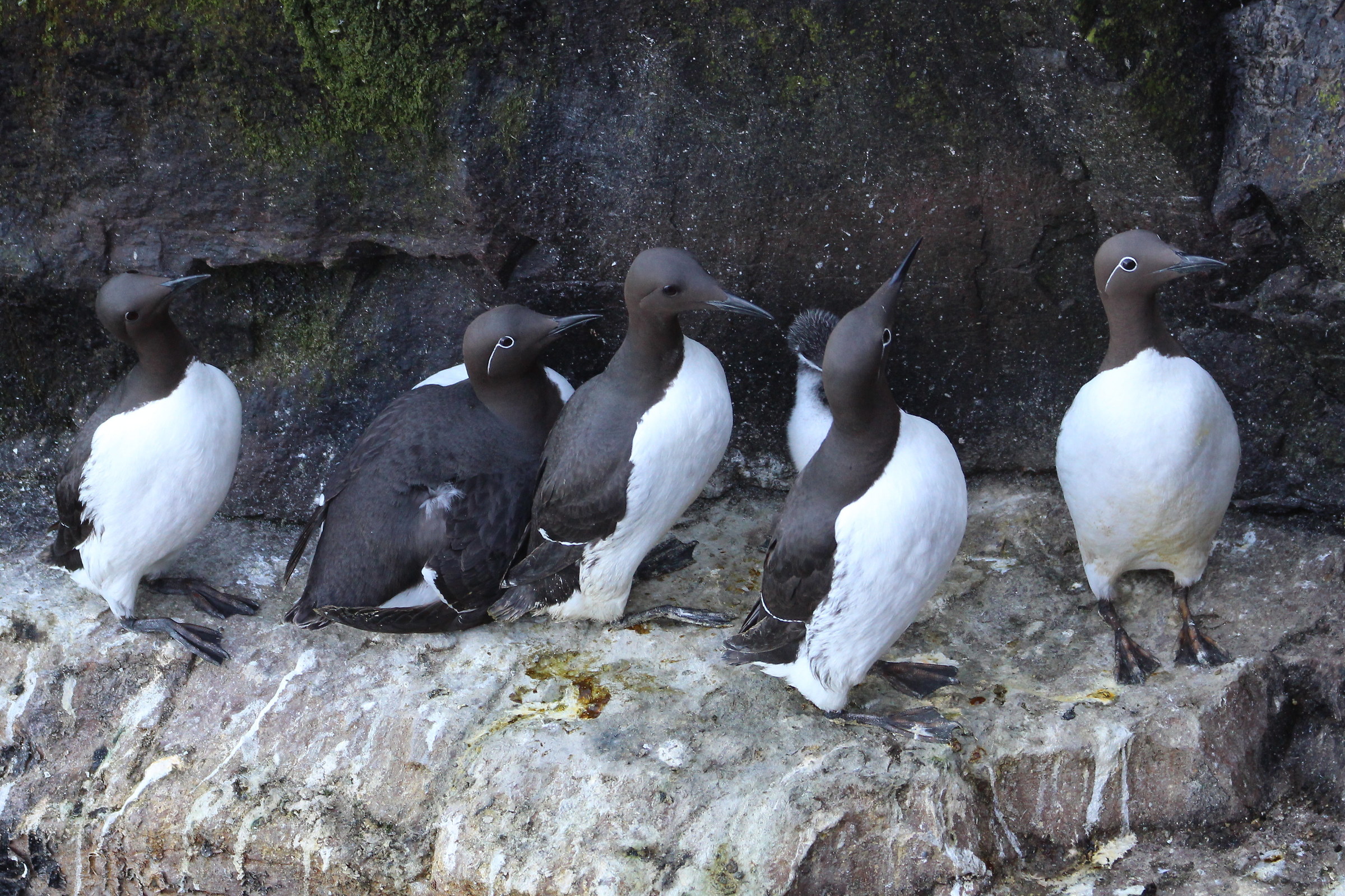 guillemots