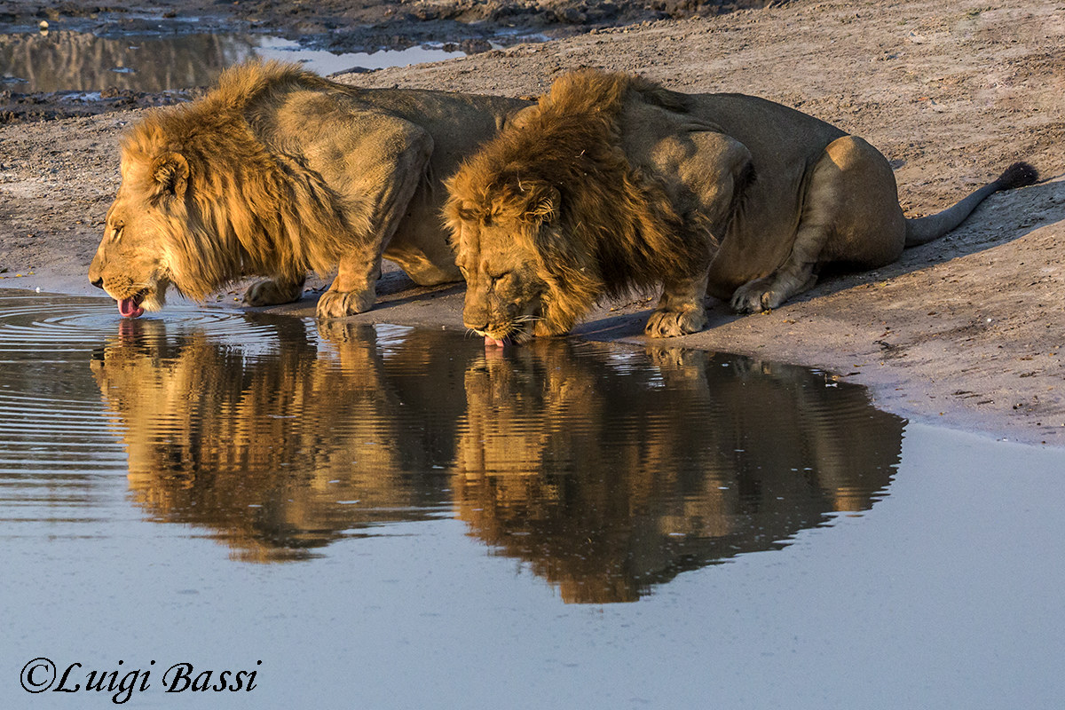 Male lions at the afternoon