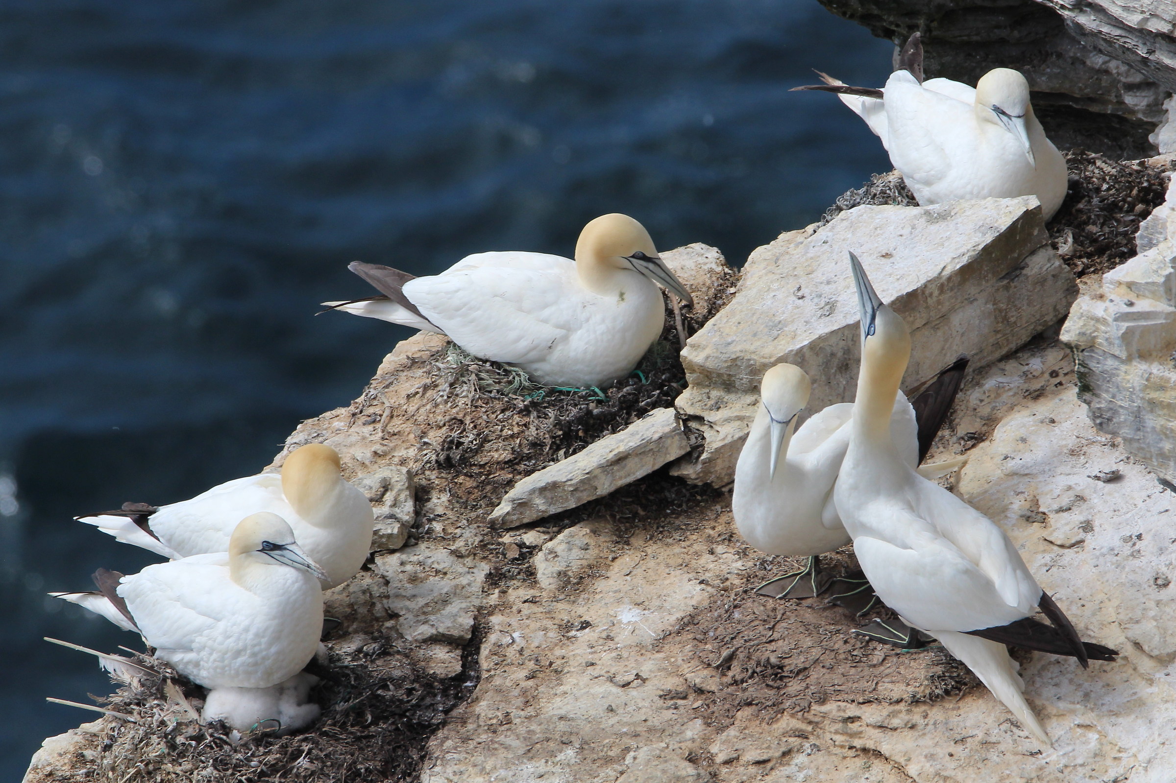 gannets