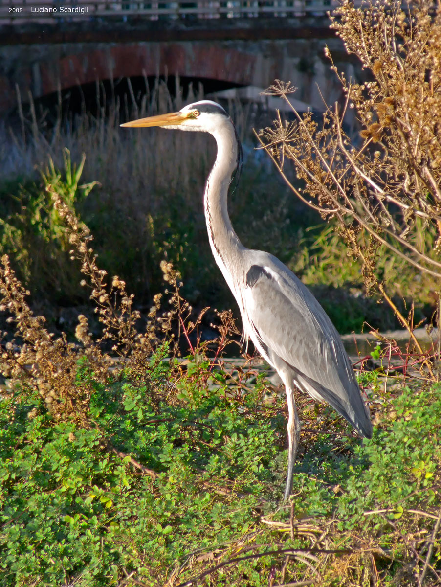 Airone cenerino-P1030451