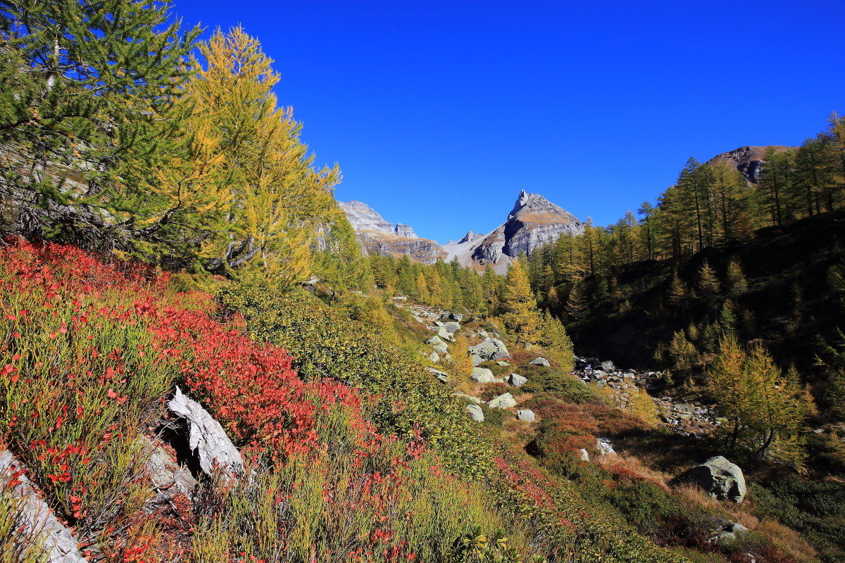 cranberry autumn dress