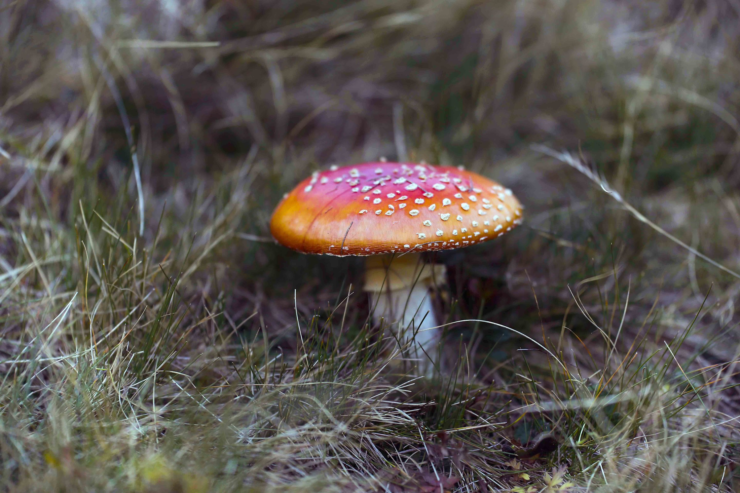 Amanita muscaria