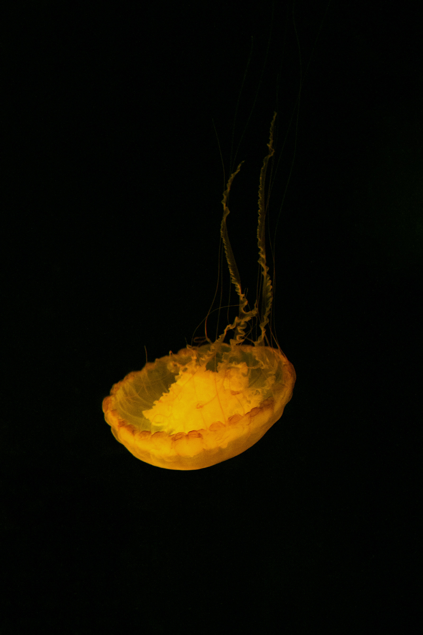 ?? - Medusa Chrysaora