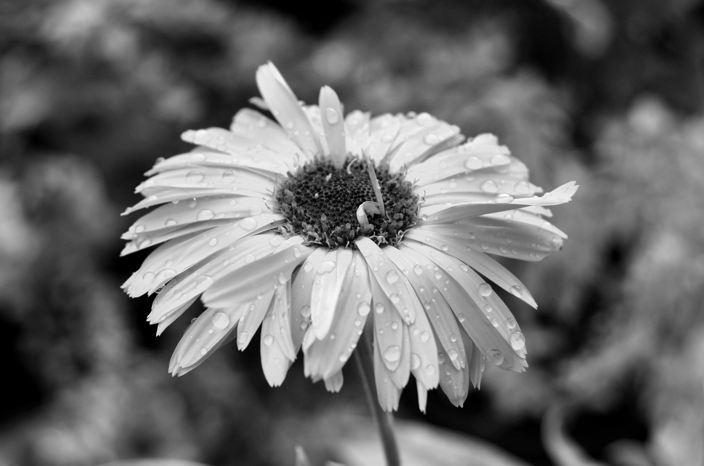 La calendula dopo il temporale
