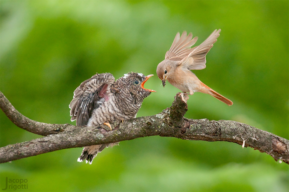 the arrival of the adoptive mother