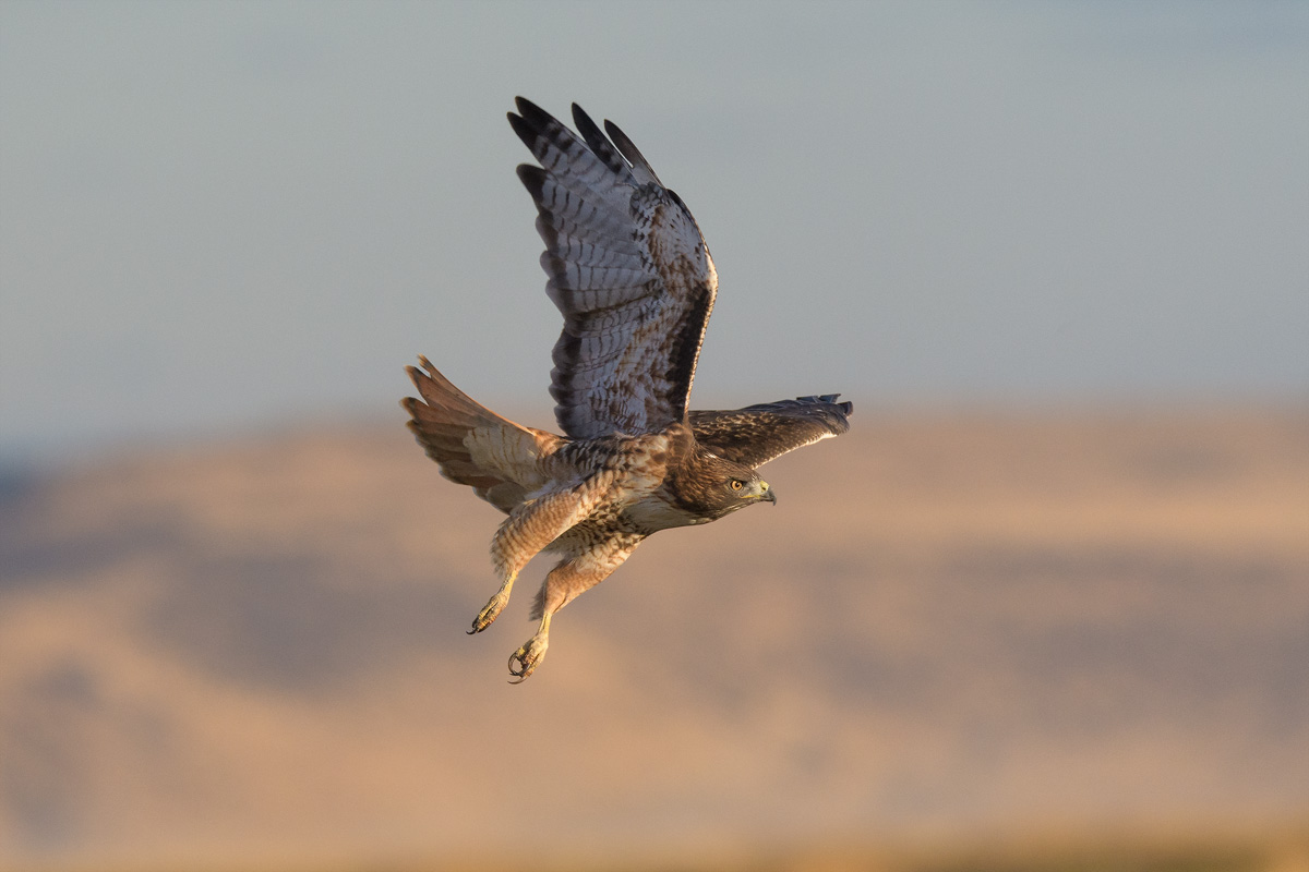 Red Tailed Hawk, Lower Klamath , OR
