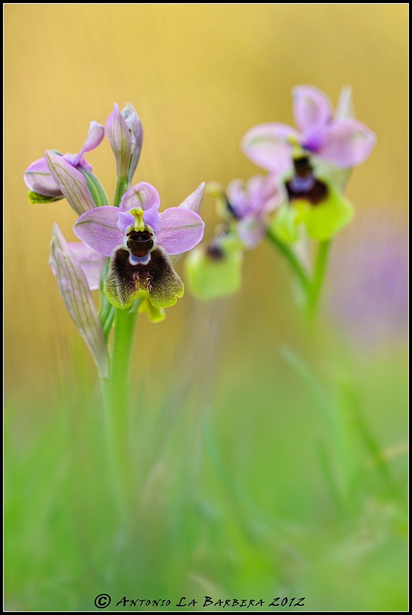 Ophrys tenthredinifera