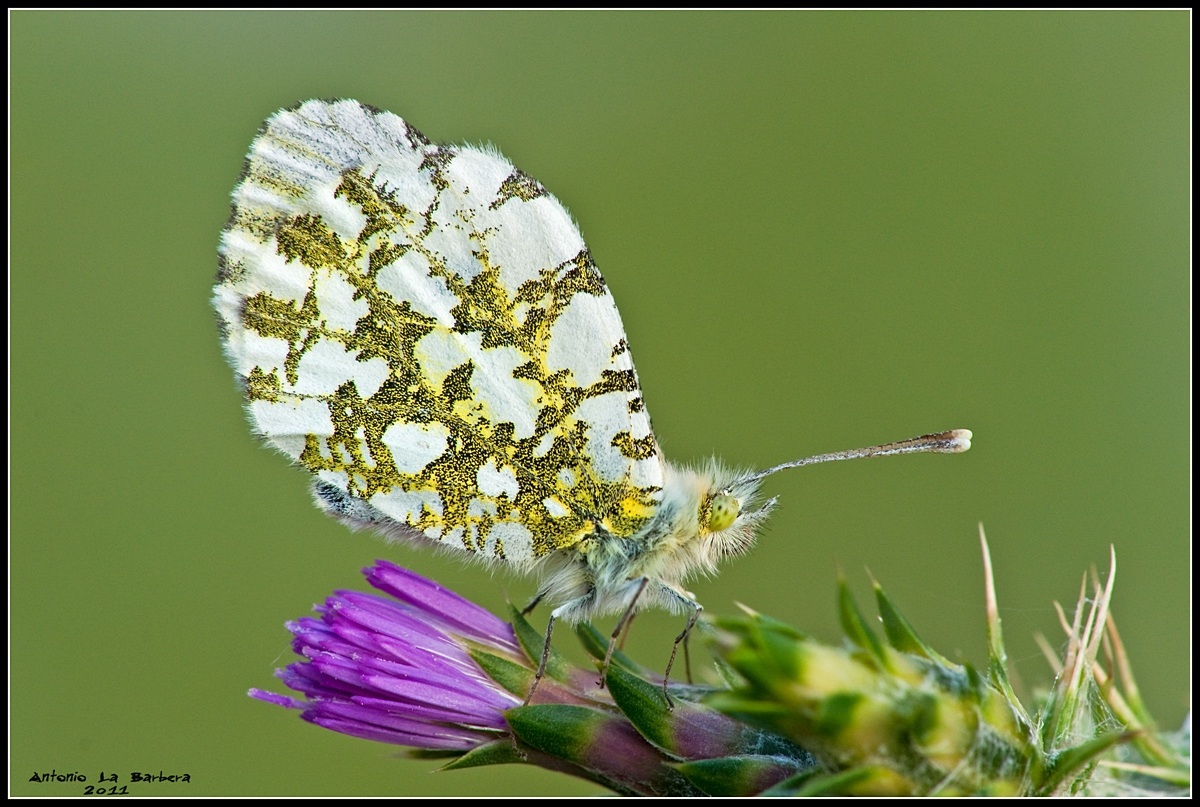 Anthocaris cardamines