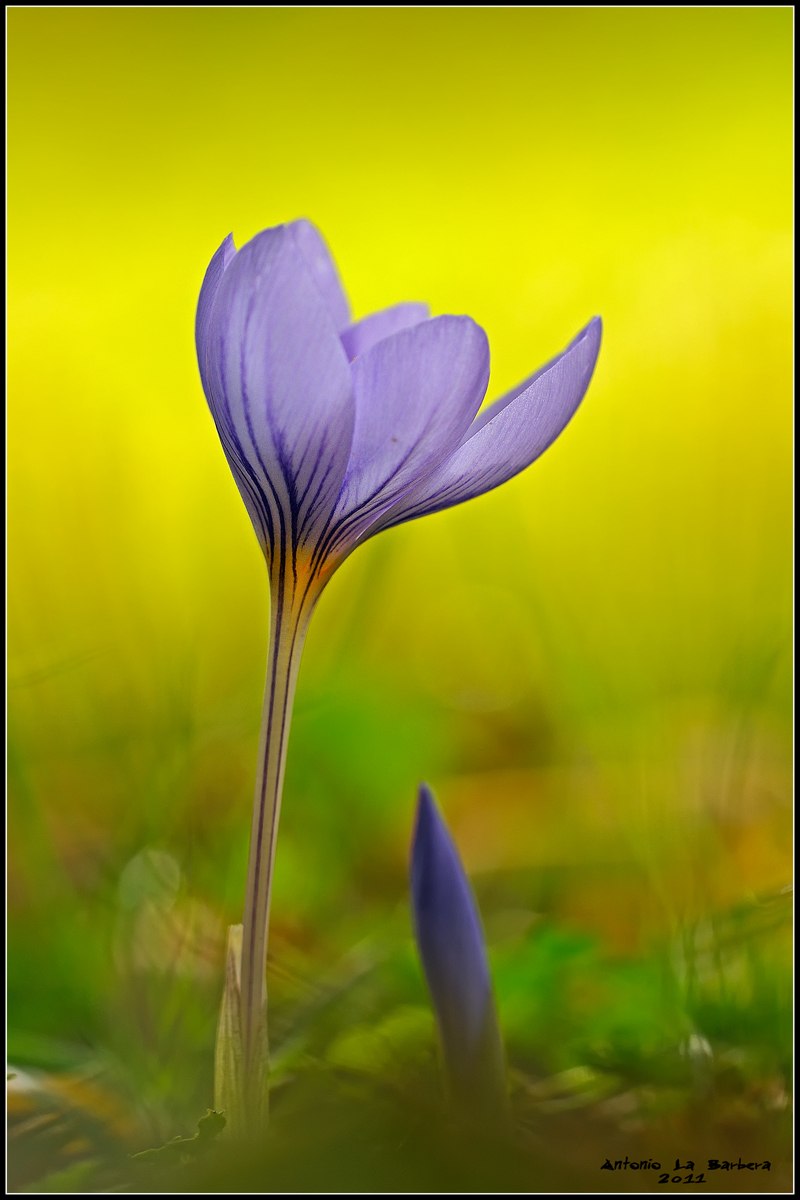 Crocus