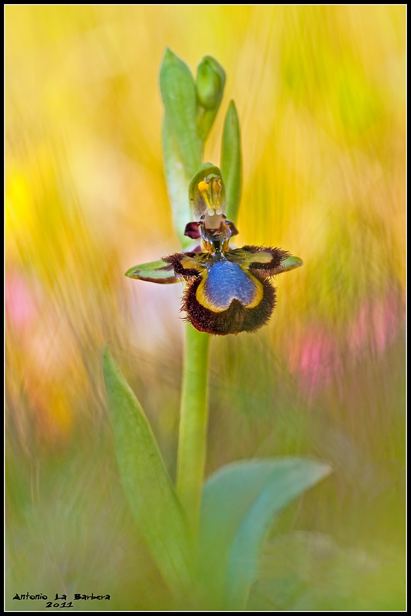 Ophrys speculum