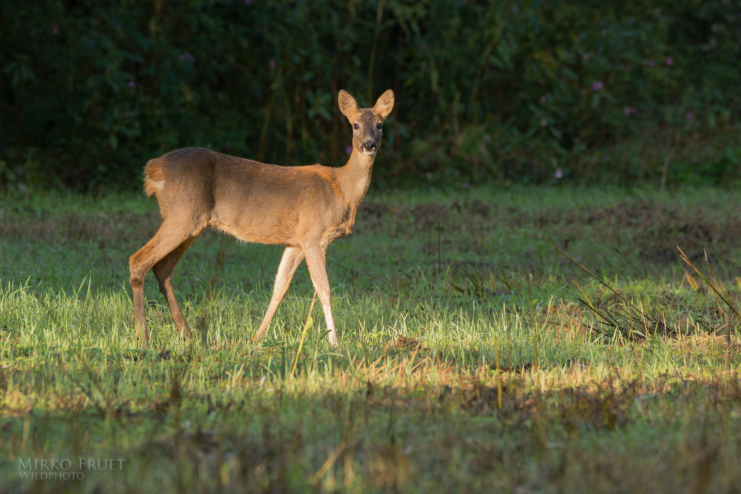Sui primi raggi di sole