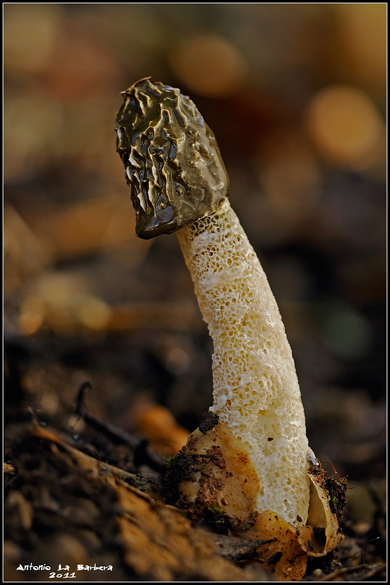 Phallus impudicus