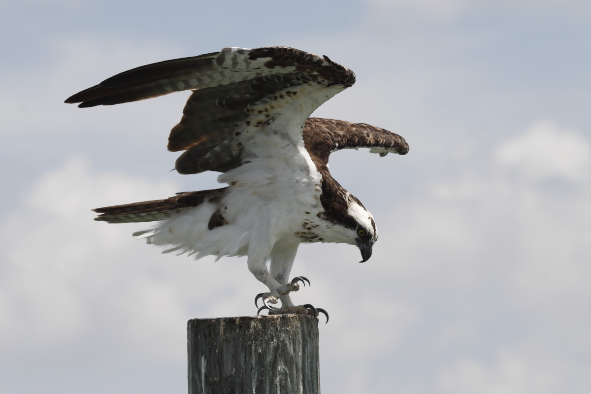 Osprey