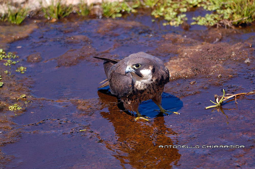 Falco Eleonorae   fase chiara