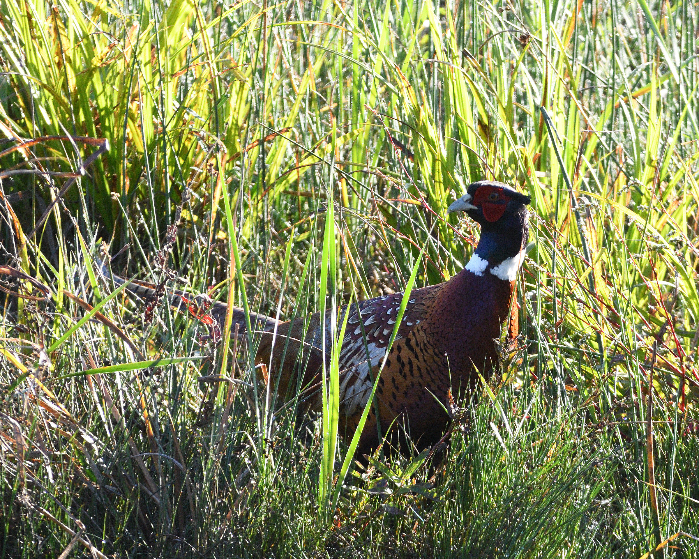 Pheasant