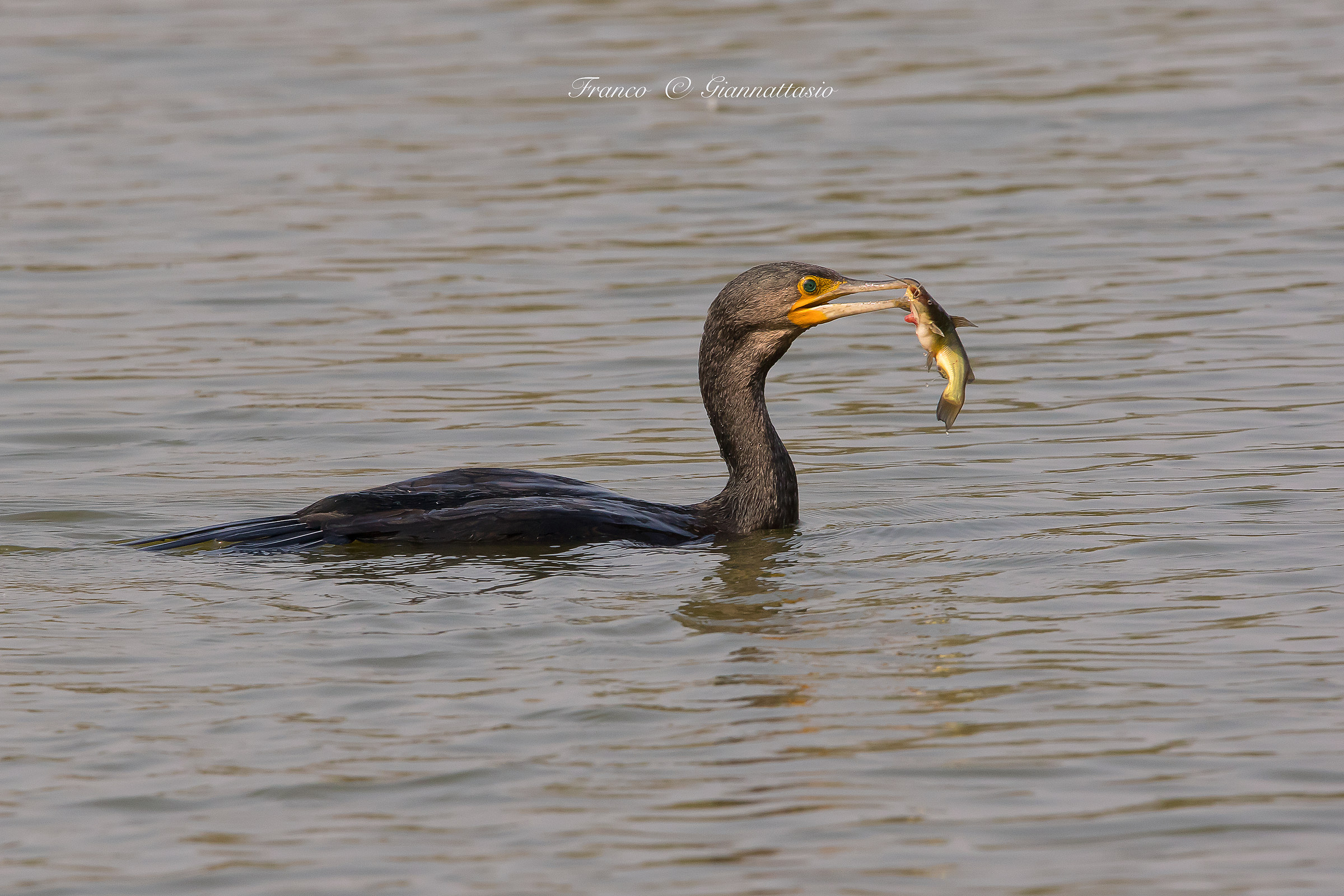 Cormorano con la sua preda.