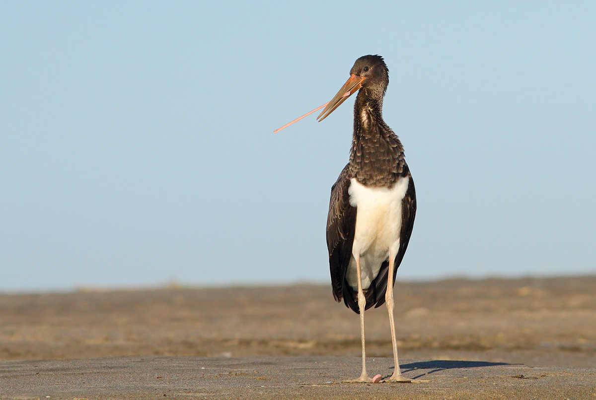 Do you have a light?