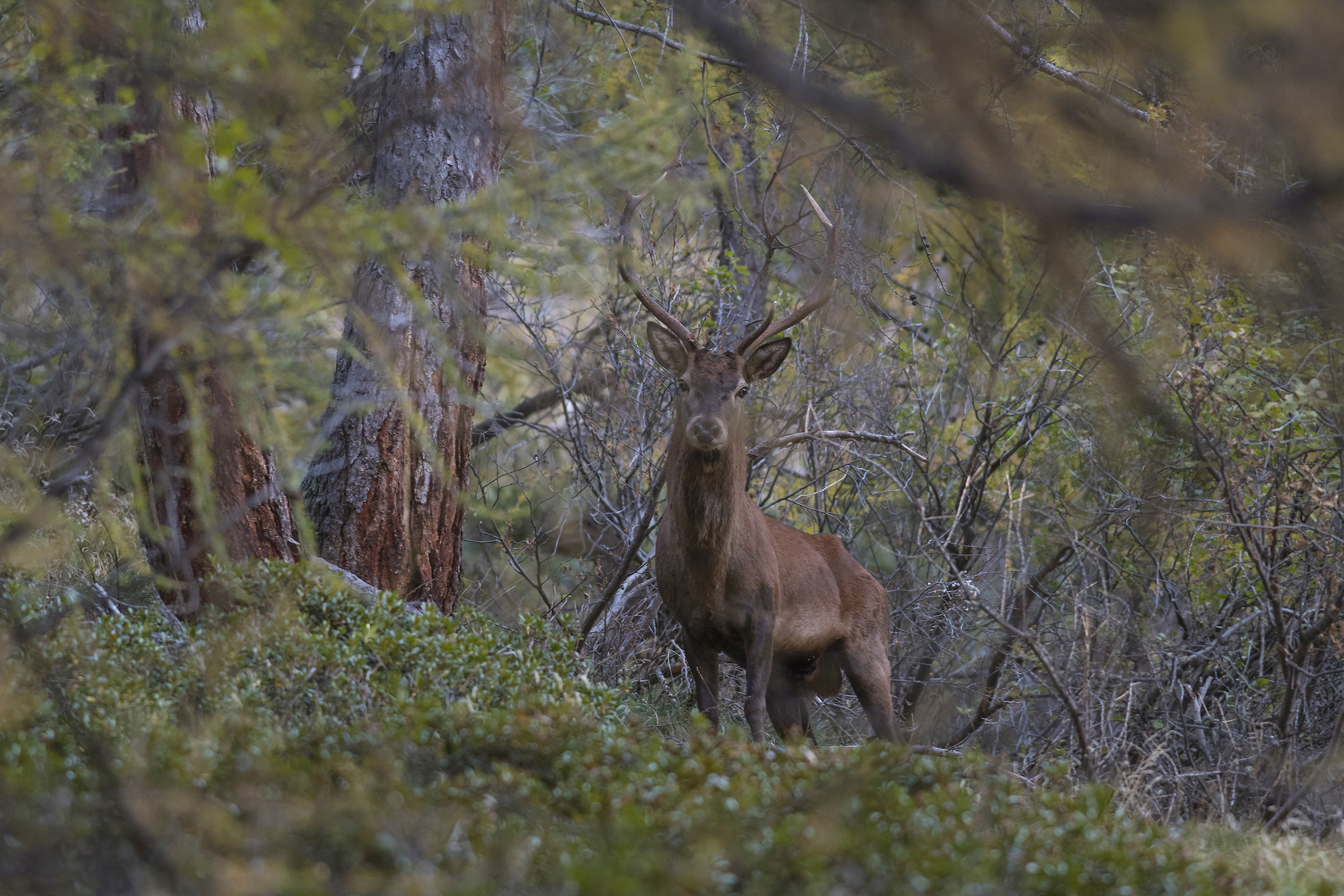Finally I meet you. Cervo