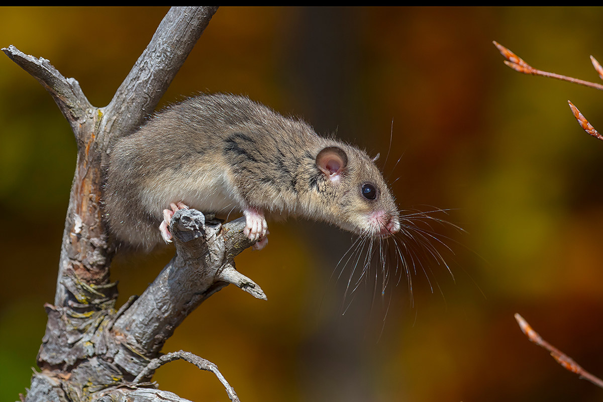 Dormouse