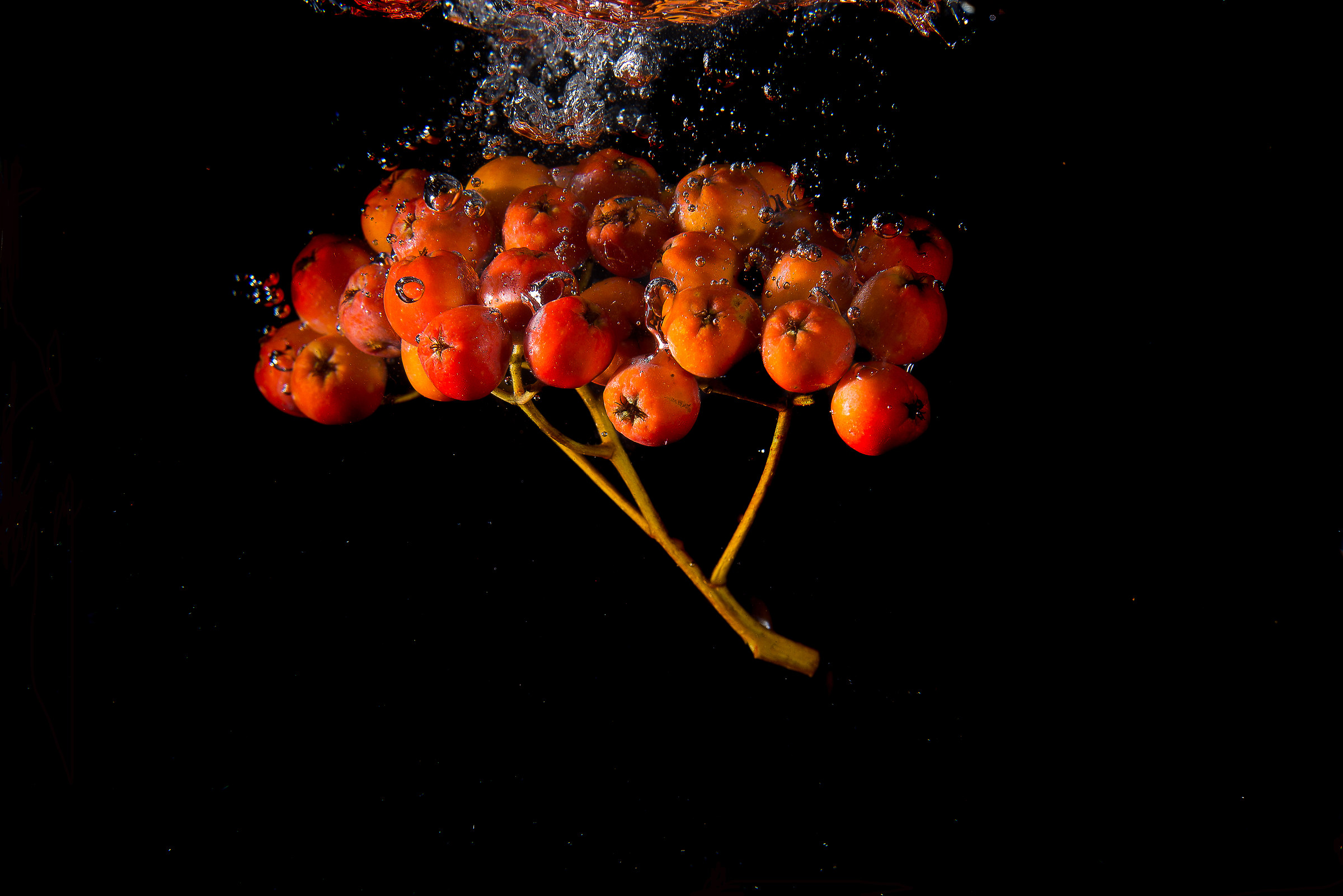 Sorbo degli uccellatori