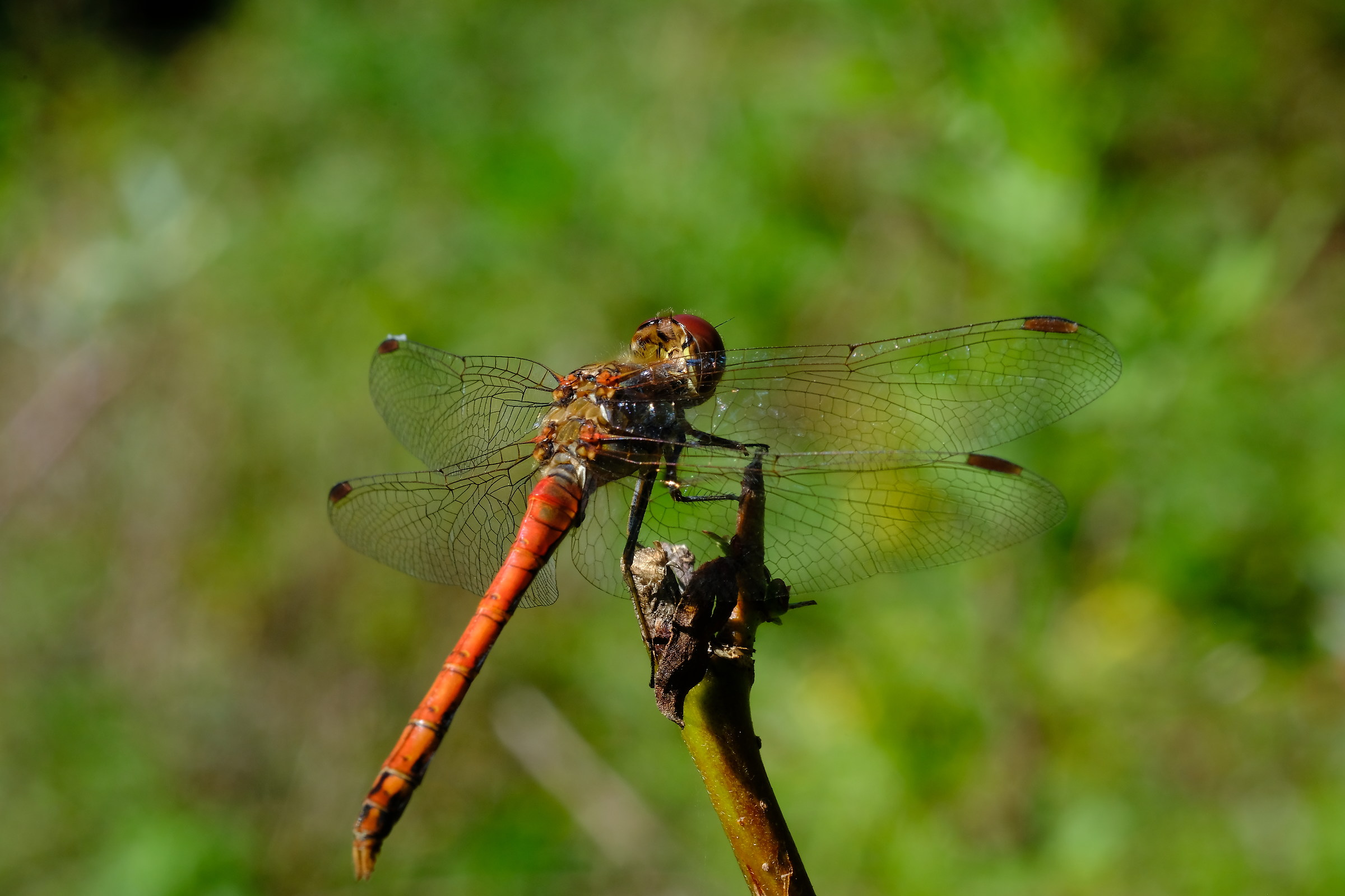 Dragonfly