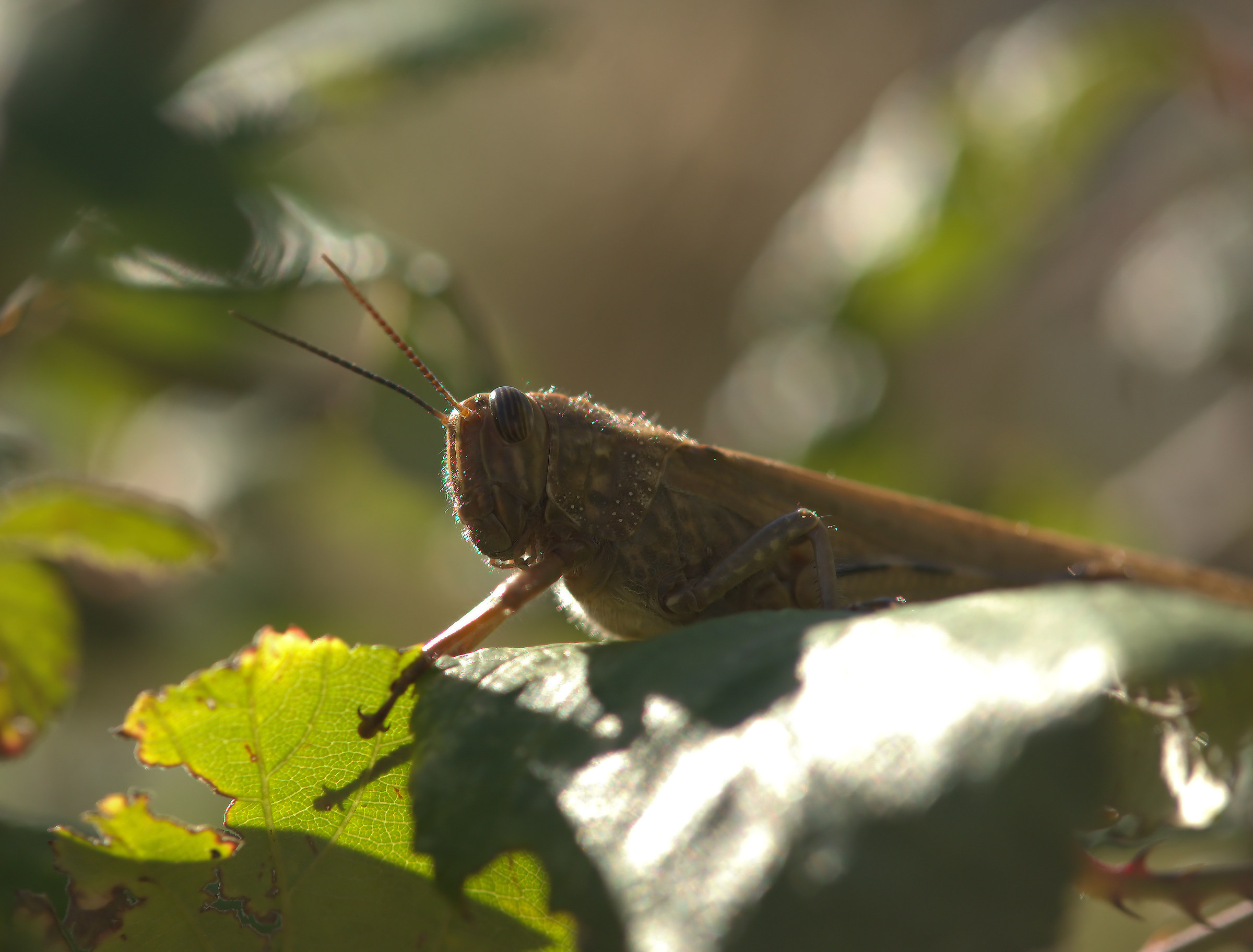 Grasshopper