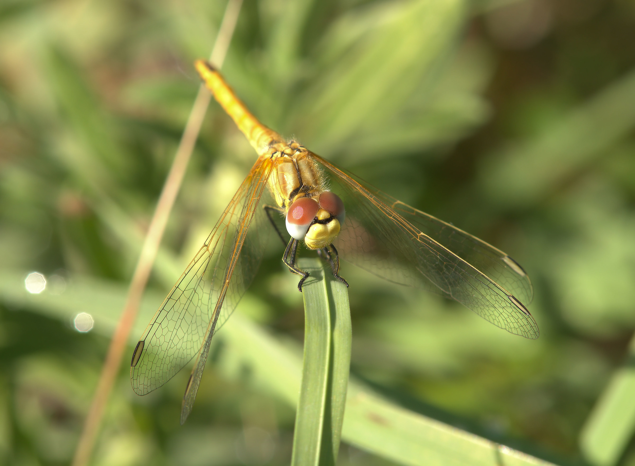 Sympetrum depressiusculum