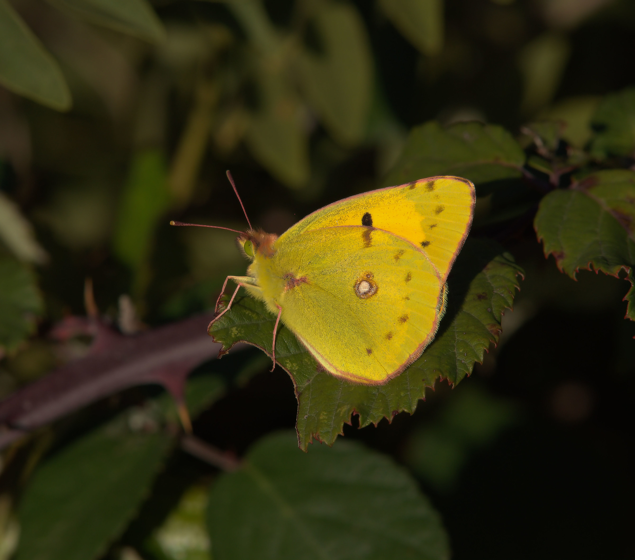 Colias cross