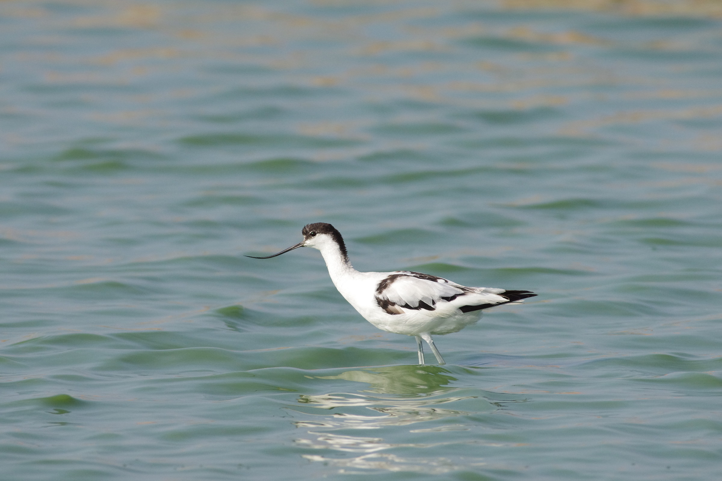 Pied Avocet