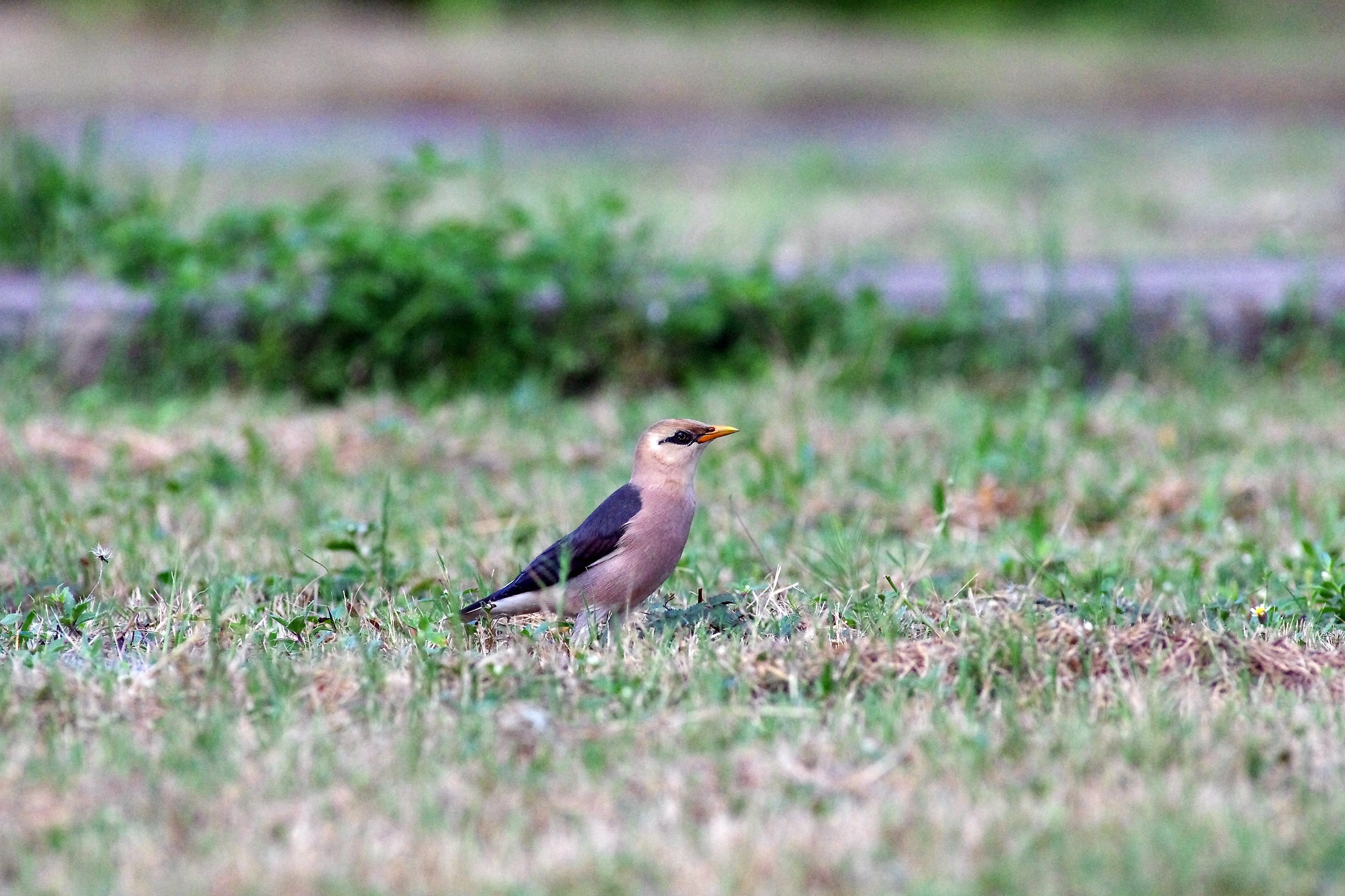 Vinous-breasted Myna