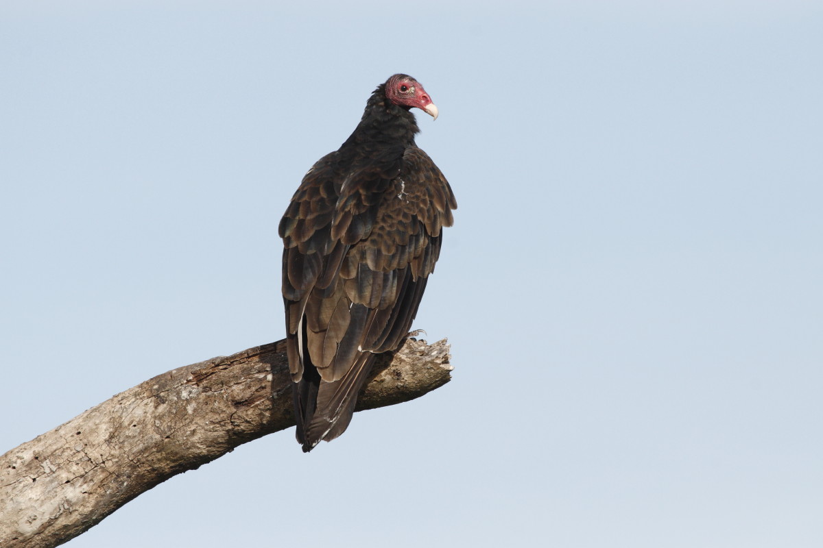 Turkey Vulture