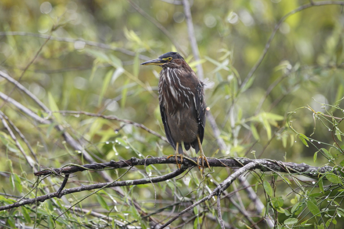 Green Heron