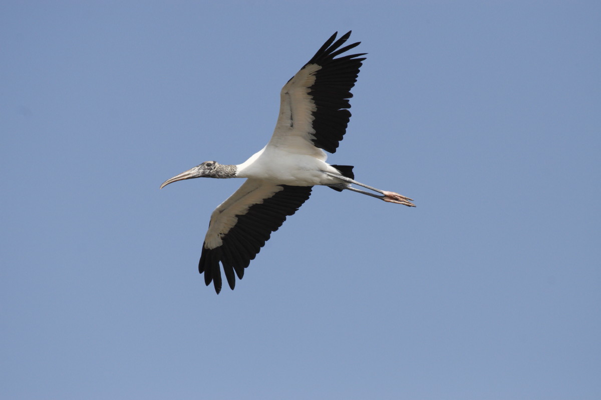Stork American