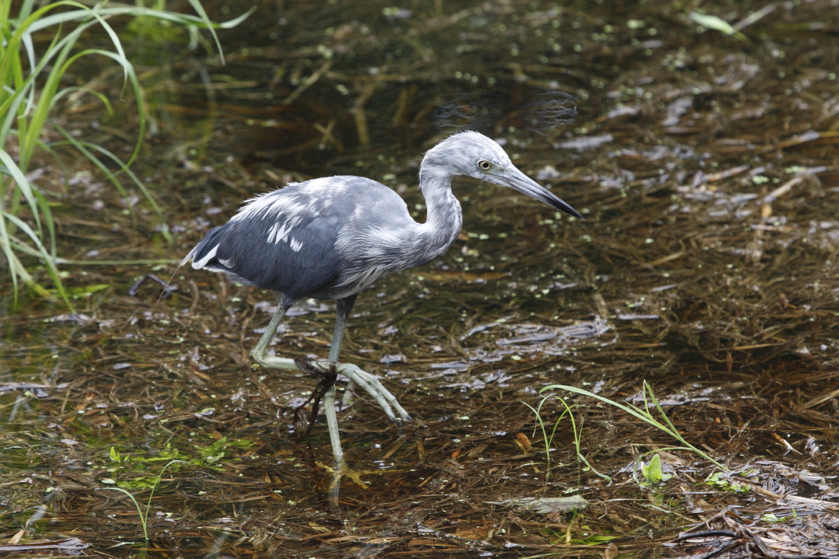 Little Blue Heron